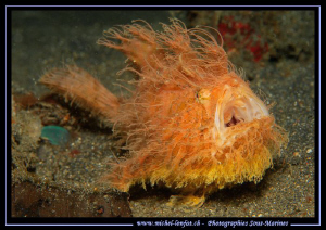 "Rather windy isn't it ?".... Que du bonheur... :O)... Ha... by Michel Lonfat 